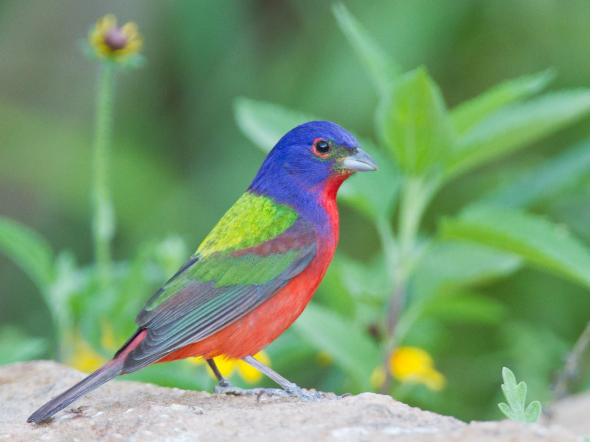 Tracking Painted Buntings