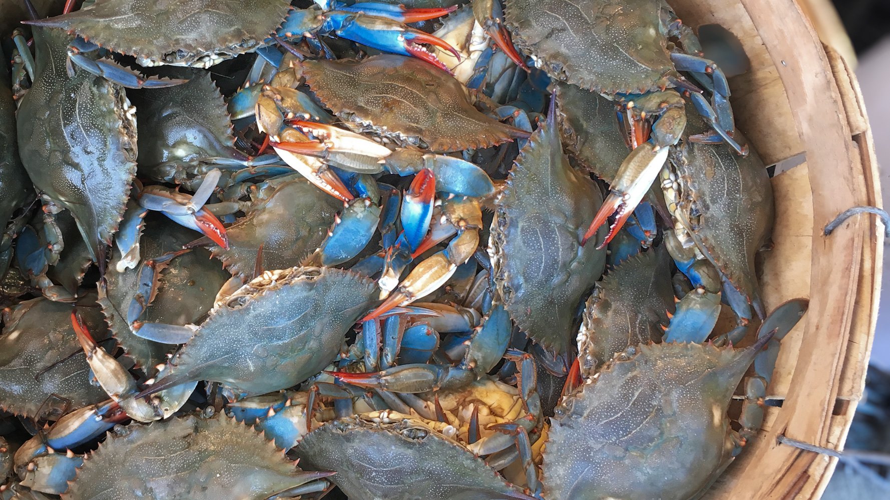blue Atlantic crabs at Timbers Kiawah